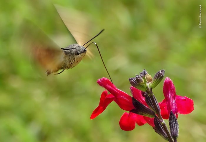 Bức ảnh loài bướm chim ruồi đuôi xù (Hummingbird Hawk-Moth) đang hút mật của nhiếp ảnh gia Thomas Easterbrook được chụp tại Pháp. Đây là loài côn trùng có thể đập cánh 70 lần mỗi giây. Ảnh: BI.