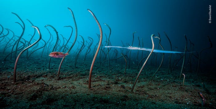 Để chụp những sinh vật nhút nhát dưới nước, các nhiếp ảnh gia thường cần sáng tạo. Trong ảnh là nhiếp ảnh gia David Doubilet chụp một đàn cá chình cỏ gần một xác con tàu đắm. Ảnh: BI.