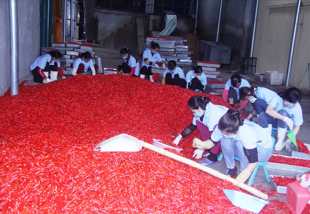 Chế biến ớt xuất khẩu, một trong những mặt hàng của Công ty TNHH Phước Thịnh ở TP.Sầm Sơn, giải quyết nông sản cho nông dân và tạo công ăn việc làm cho ngư dân. Ảnh: Nguyễn Trường