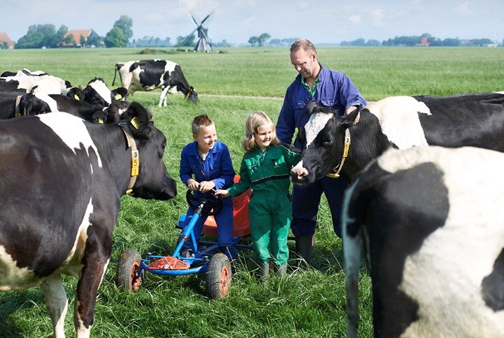 (Nông dân “chuẩn Hà Lan” có cách chăm sóc bò đặc biệt như con cái trong gia đình)