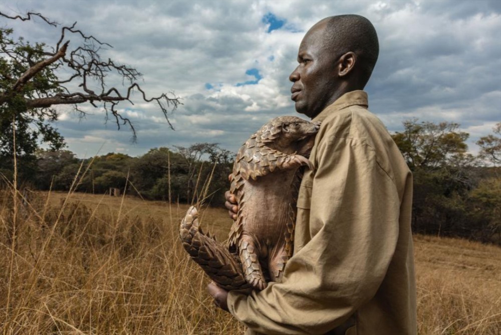Tại Quỹ Tikki Hywood ở Zimbabwe, mỗi con tê tê được giải cứu như Tamuda (ảnh) được chỉ định một người chăm sóc. Những con tê tê được dạy cách ăn kiến và mối, dần dần trở nên thân thiết với con người. Ảnh: Brent Stirton/National Geographic.