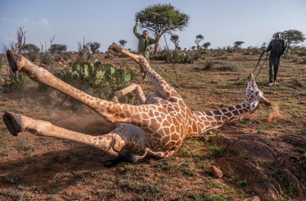 Các chuyên gia động vật hoang dã Kenya chuẩn bị gắn định vị GPS trên đầu một con hươu cao cổ trong Khu bảo tồn động vật hoang dã Loisaba, một phần trong kế hoạch theo dõi 250 con hươu cao cổ ở Châu Phi để hiểu rõ hơn về chúng. Ảnh: Ami Vitale/National Geographic