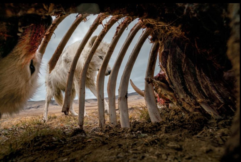 Chó sói ăn những mảnh xác còn lại của bò xạ hương. Để có được hình ảnh này, nhiếp ảnh gia Ronan Donovan đã đặt camera bên trong khung xương con bò. Ảnh: Ronan Donovan/National Geographic