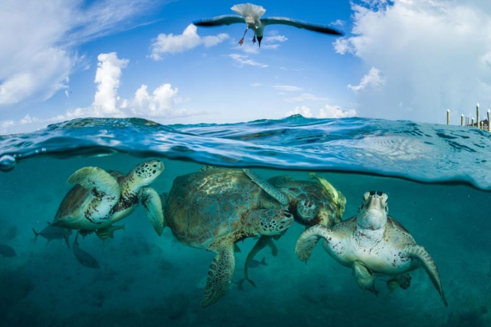 Rùa biển xanh gần một bến tàu ở Bahamas. Loài rùa biển này từng có rất nhiều từ thời Christopher Columbus, đến nỗi “dường như các con tàu mắc cạn trên chúng“. Vậy mà giờ đây, 6 trong số 7 loài rùa biển trên thế giới được coi là dễ bị tổn thương, có nguy cơ tuyệt chủng hoặc đang bị đe dọa nghiêm trọng. Ảnh: Thomas P.Peschak/National Geographic