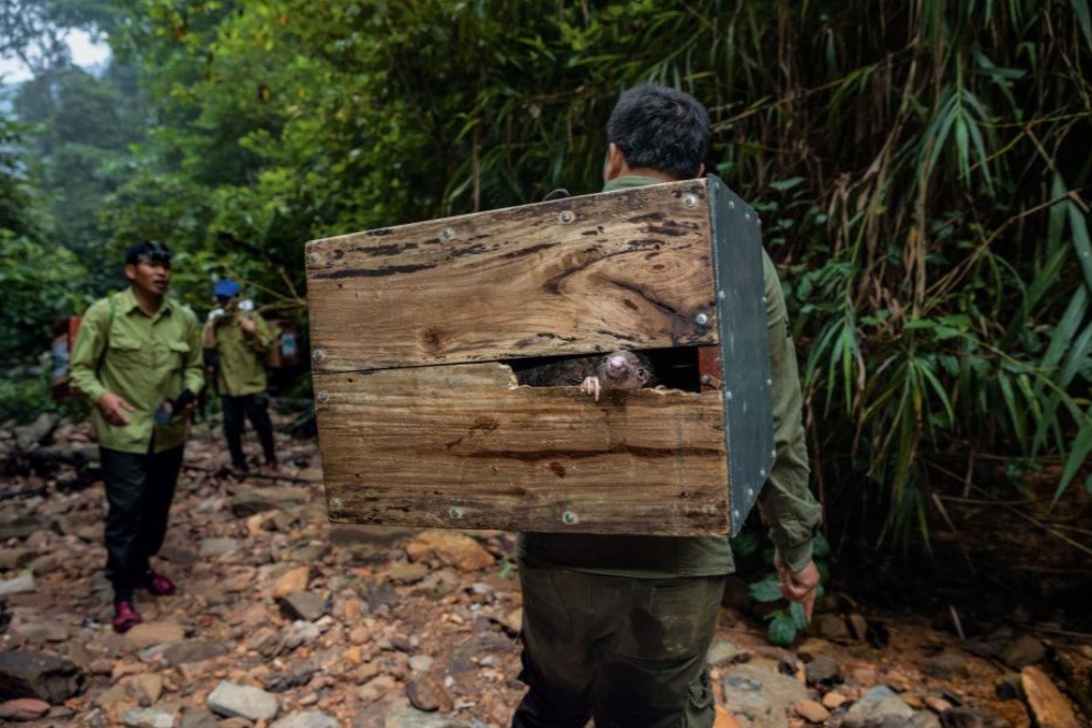 Con tê tê trong chiếc hộp trên đường lên một ngọn núi xa xôi ở Việt Nam, nơi 25 con tê tê được giải cứu khỏi những kẻ buôn bán bất hợp pháp sẽ được thả trở lại tự nhiên. Tổ chức phi lợi nhuận Save Vietnam's Wildlife có trụ sở tại Vườn quốc gia Cúc Phương đã giúp đào tạo đội ngũ chống săn bắn động vật hoang dã đầu tiên và đã giải cứu hơn một nghìn con tê tê. Ảnh: Brent Stirton/National Geographic