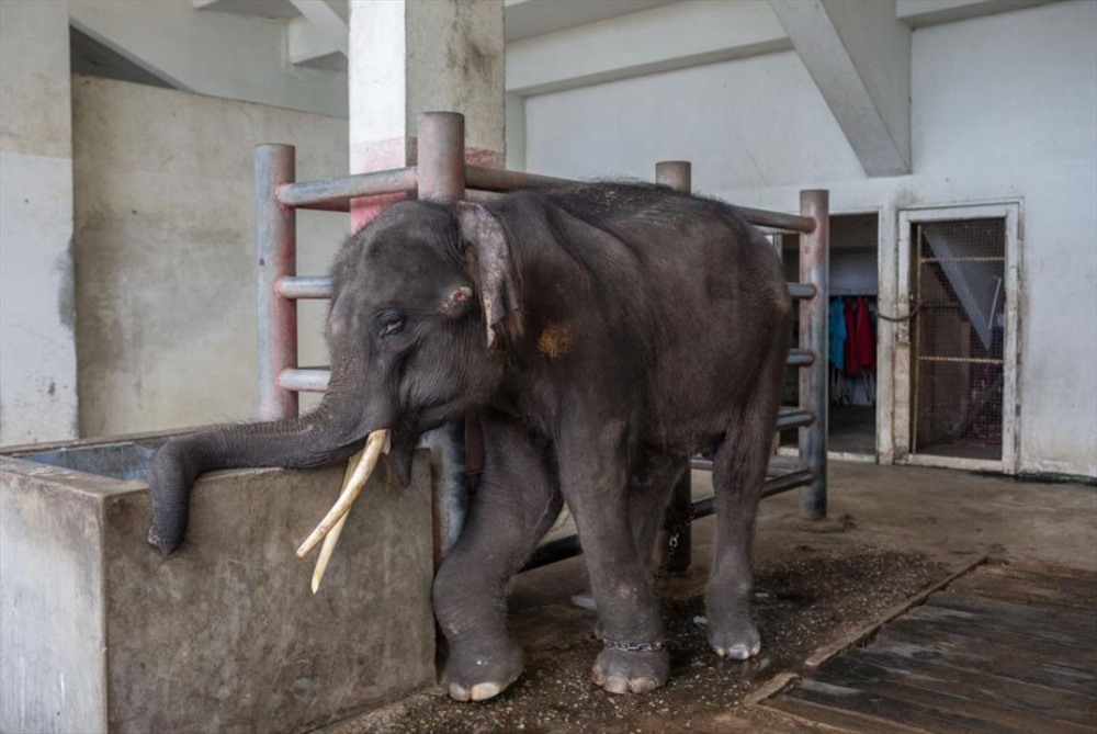 Glamay Hom, một con voi bốn tuổi được huấn luyện để mua vui cho khách du lịch, bị xích vào cột ở Trại cá sấu Samut Prakan gần Bangkok, Thái Lan. Chân trước sưng phồng của nó bị khập khiễng, dưới thái dương là một vết thương đẫm máu. Ảnh: Kirsten Luce/National Geographic