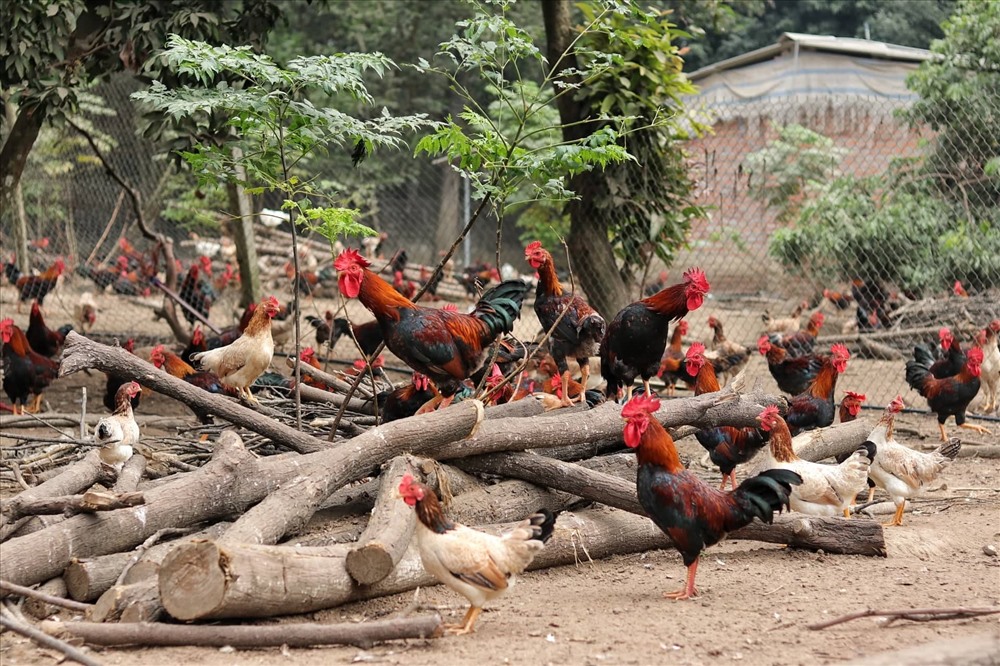 Hiệu quả từ mô hình nuôi gà thả vườn  Báo Tây Ninh Online