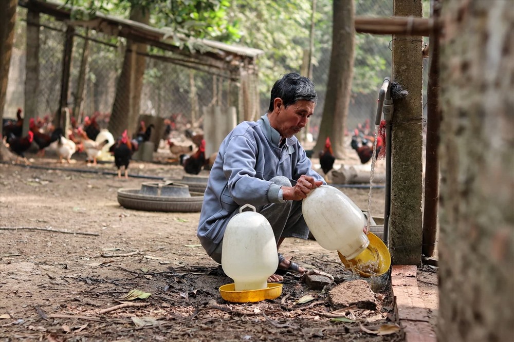 Tận dụng lợi thế địa hình tự nhiên, ông Dỹ đã phát triển kinh tế chăn nuôi gà thả vườn.