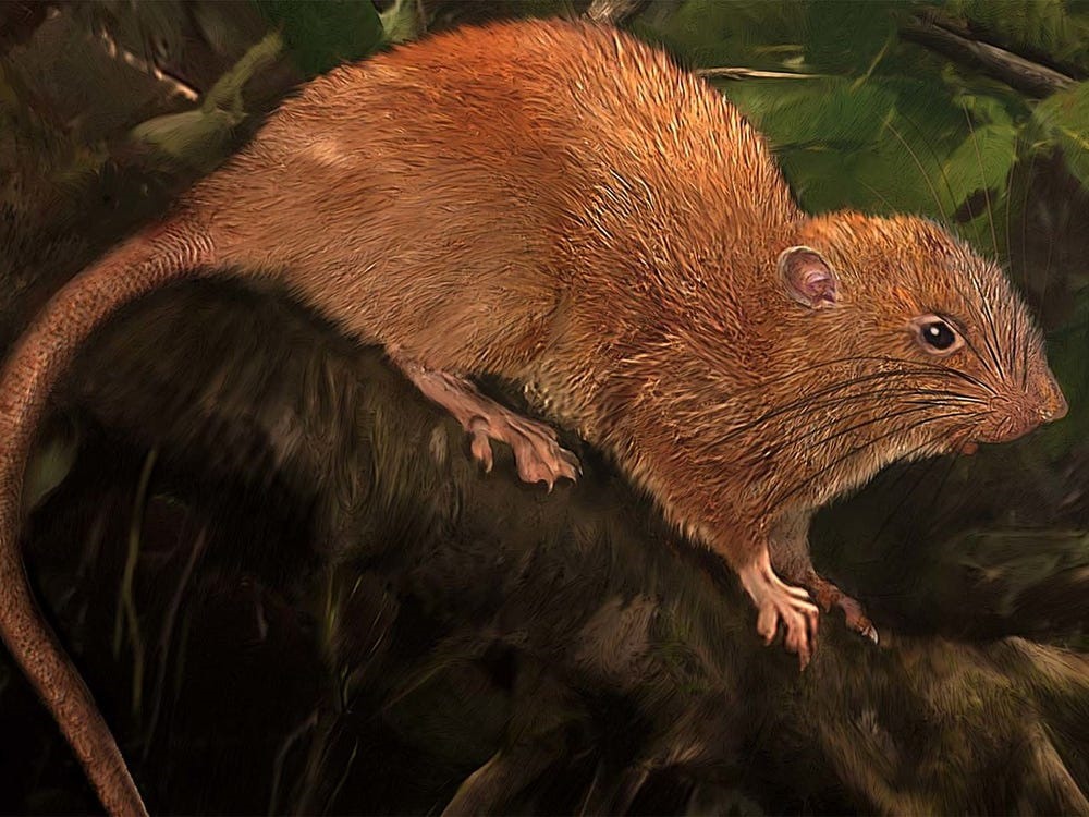 Residents of the Solomon Islands have long talked about the large Vangunu rat (scientific name Uromys vika), weighing nearly 1kg, specializing in eating coconuts, but no scientist has confirmed its existence until 2017, when This large rat was discovered by a park ranger running out of a felled tree. Mammalogist Tyrone Lavery was the first to identify the animal using DNA. "This is the first time this species of rat has been discovered in 80 years in the Solomons," he said. Scientists consider this species to be extremely endangered because of deforestation. The mouse was found dead soon after. Photo: BI.