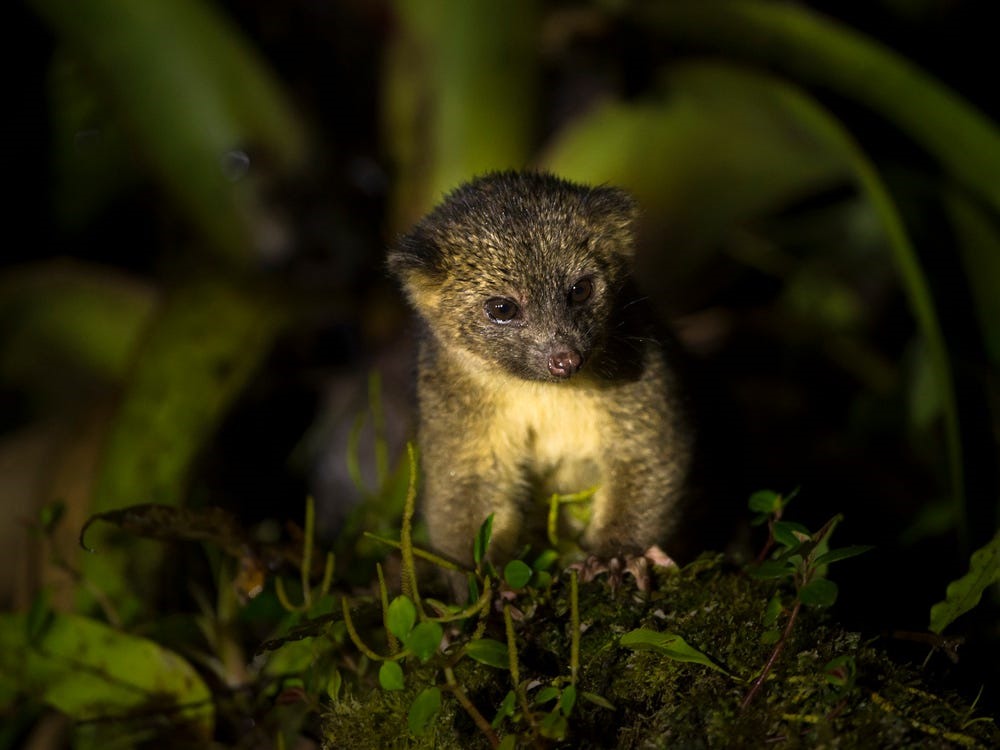 Olinguito - loài động vật có vú thuộc họ gấu mèo - là loài thú ăn thịt đầu tiên được phát hiện ở Tây bán cầu kể từ những năm 1970. Năm 2013, một nhà nghiên cứu đã phát hiện ra mẫu vật hàng chục năm tuổi của một loài thú ăn thịt nhỏ  được dán nhãn là olingo ở Bảo tàng Chicago Field. Vì mẫu vật có hình dáng tương tự olingo nhưng kích cỡ nhỏ hơn nên nhóm nghiên cứu đã đi vào những rừng rậm ở Ecuador để tìm loài động vật này. Tên của Olinguito bắt nguồn từ tiếng Tây Ban Nha có nghĩa là “olingo bé nhỏ“. Ảnh: Getty.