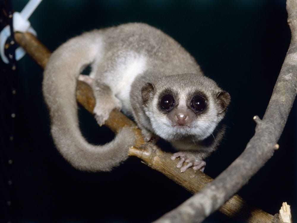 The thick-tailed pygmy lemur or Cheirogaleus medius is smaller than a squirrel. This is the only primate that hibernates for a long period of time. To prepare for 7 months of hibernation, thick-tailed pygmy lemurs fill up on flowers and fruits to store fat in their tails of up to 40% of their body weight. Photo: Getty.