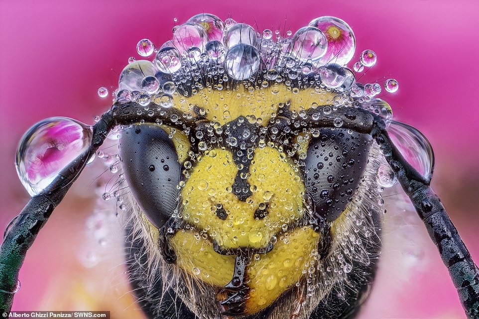Bức ảnh tuyệt đẹp một con ong bắp cày bị mưa bao phủ. Nhiếp ảnh gia Alberto Ghizzi Panizza 44 tuổi, thức dậy vào buổi bình minh để chụp mưa trong một khu rừng gần sông Po ở Italia.