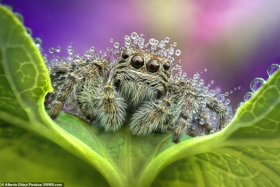 Loài nhện Theraphosidae trông dễ thương này có hàng trăm giọt nước nhỏ li ti dính trên những sợi lông mọc ra từ cơ thể, chân và đầu.