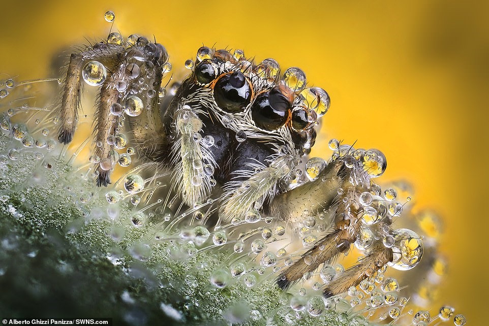 Một con nhện Theraphosidae đáng yêu với đôi mắt to nhìn xuống ống kính máy ảnh.