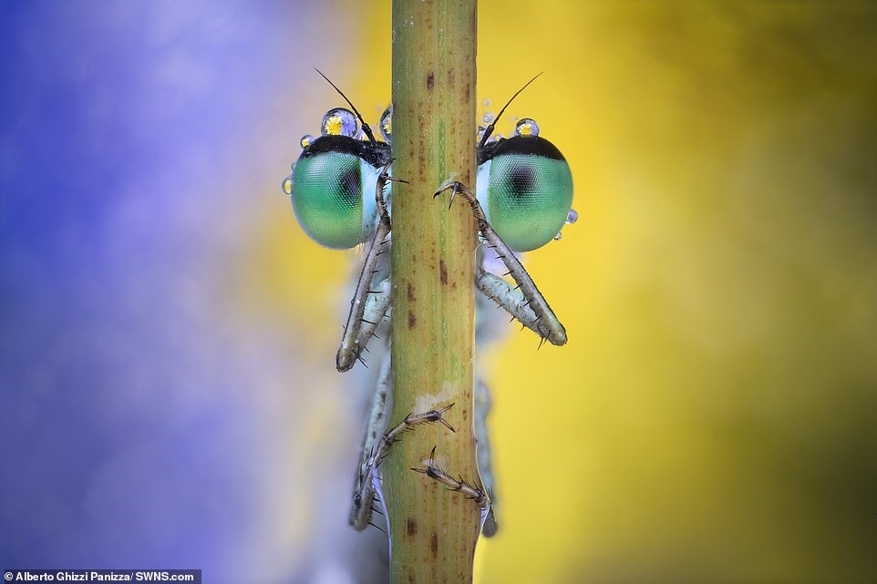 Kỹ thuật chụp macro khiến con côn trùng nhỏ bé trông rất lớn với đôi mắt xanh to tròn.
