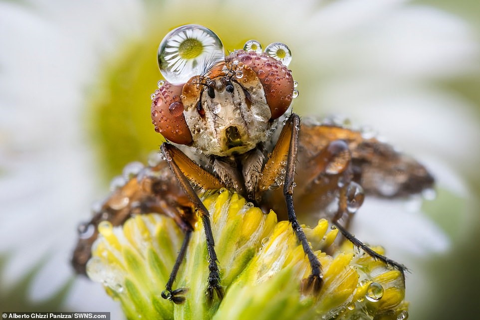 Giọt mưa khổng lồ nằm giữa hai mắt của con ruồi.