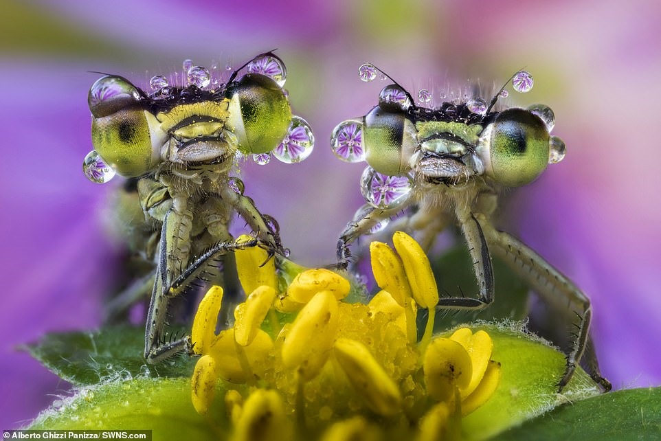 Hai con chuồn chuồn trông rất vui nhộn khi chúng tạo dáng cùng những hạt mưa.