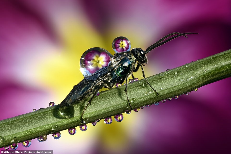 côn trùng có cánh với hai quả bóng nước khổng lồ trên lưng. Một lớp phủ cánh và một trên đỉnh lưng phản chiếu màu sắc tuyệt đẹp của một bông hoa ở hậu cảnh
