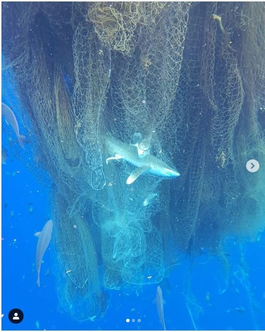 Hình ảnh lưới ma chết chóc khiến hàng trăm con cá mập bỏ mạng. Ảnh: Yahoo.
