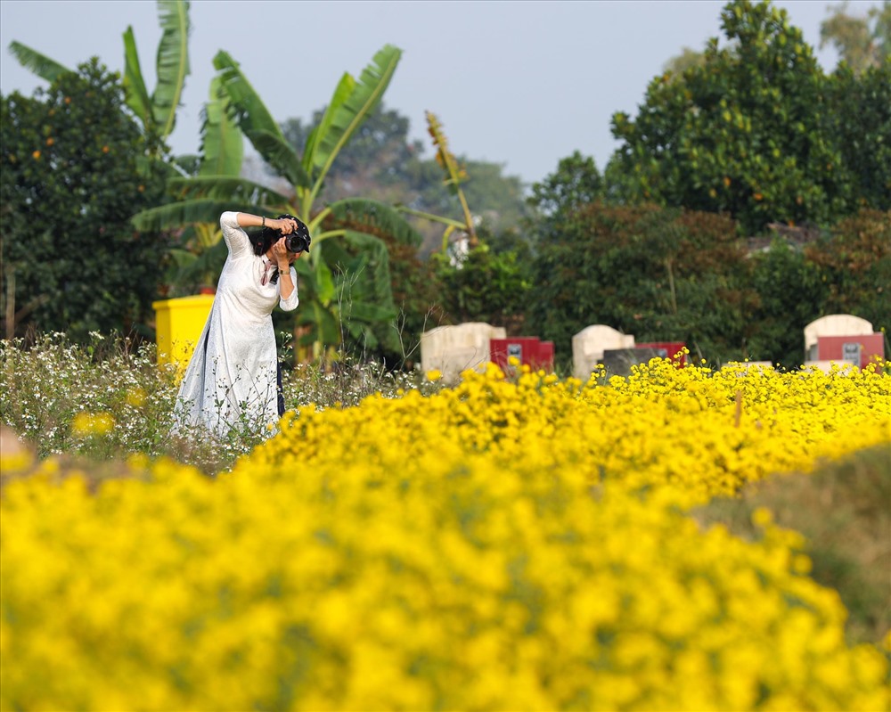 Những cánh đồng cúc chi vàng ươm, tạo nên khung cảnh thơ mộng, lãng mạn cho Hưng Yên những ngày cận Tết.