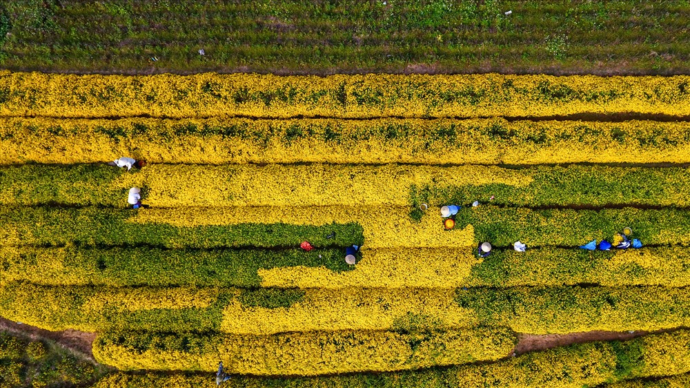 Nằm cách Hà Nội khoàng 20km, những luống hoa nằm san sát là khung cảnh thơ mộng đặc trưng của những cánh đồng hoa tại thôn Nghĩa Trai, xã Tân Quang, huyện Văn Lâm, Hưng Yên.