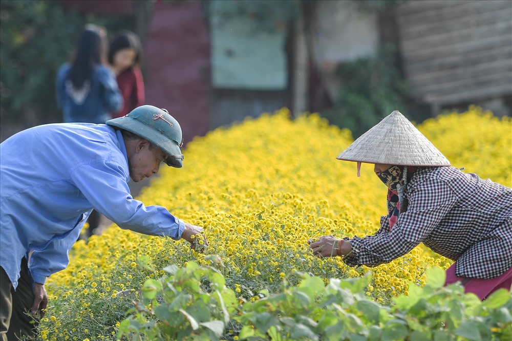 Những cánh đồng cúc chi vàng đang bắt đầu đua nhau khoe sắc, nhuộm vàng cả một góc trời ven sông Hồng ở Hưng Yên.