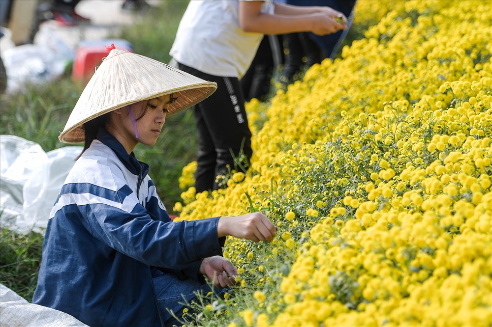 Những cánh đồng cúc chi vàng đang bắt đầu đua nhau khoe sắc, nhuộm vàng cả một góc trời ven sông Hồng ở Hưng Yên.