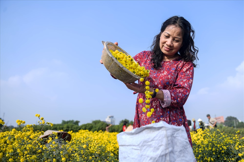 Hoa được trồng từ khoảng cuối tháng 7 Âm lịch, ban đầu cây non nhỏ bằng ngón tay. Sau hai tháng khi cúc lên cao, người dân hái ngọn để cây ra thêm nhánh, thu được nhiều hoa hơn.