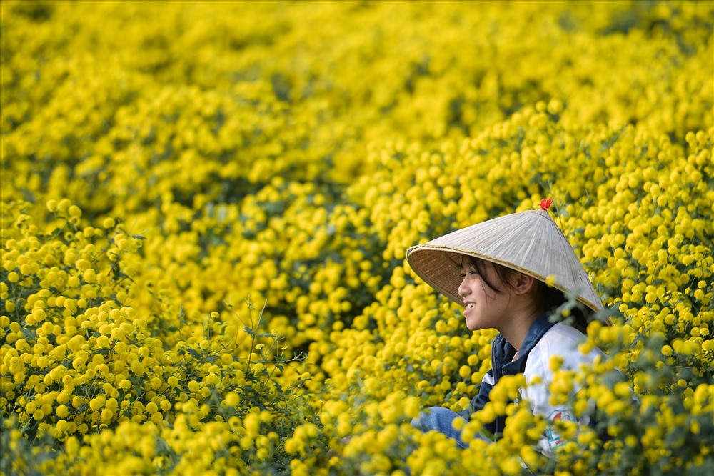 Hoa cúc chi có thân mảnh, mọc thành chùm như những quả cầu nhỏ. Đây là loài hoa đặc trưng của vùng đồng bằng Bắc Bộ và cũng là nguồn thu nhập chính của người dân nơi đây.