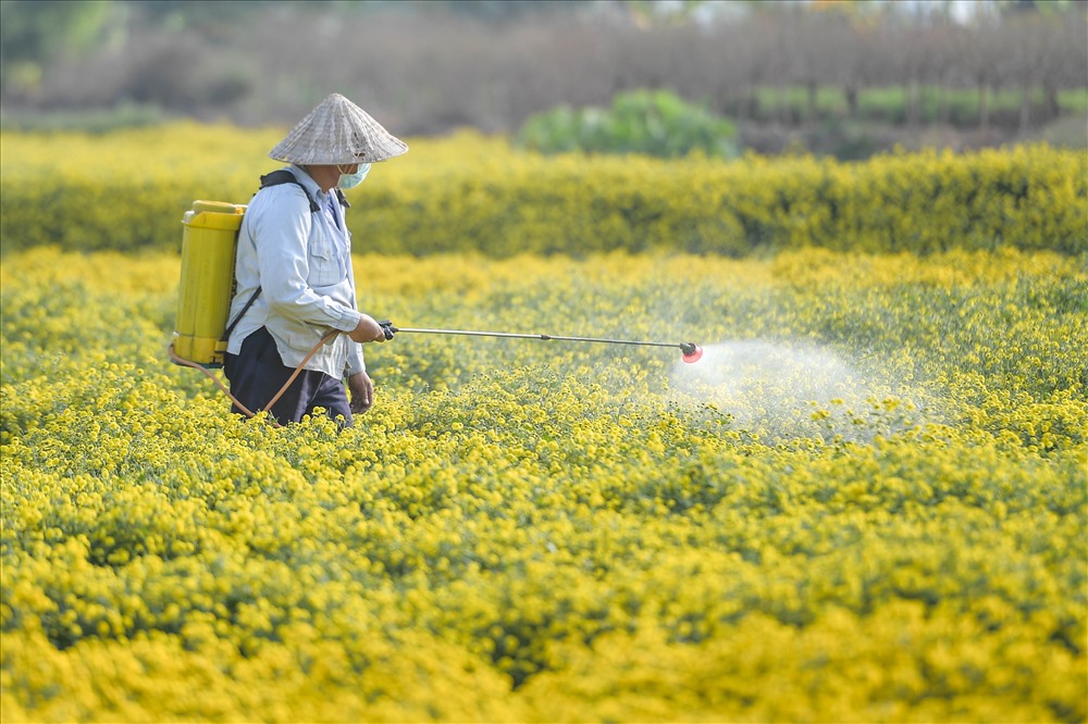 Cúc chi nhuộm vàng cả cánh đồng, báo hiệu mùa xuân tới.