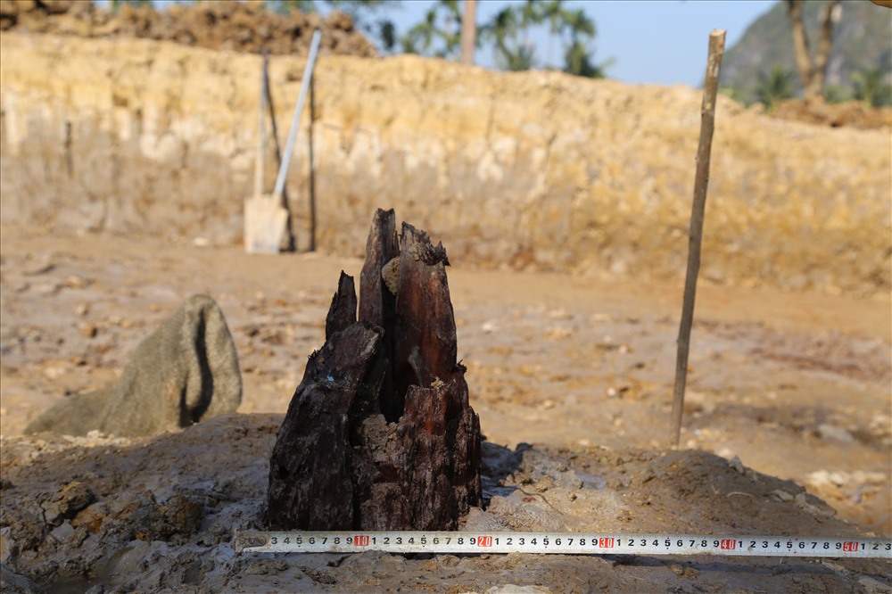 Cọc gỗ cổ được khai quật có đường kính từ 26 - 46 cm