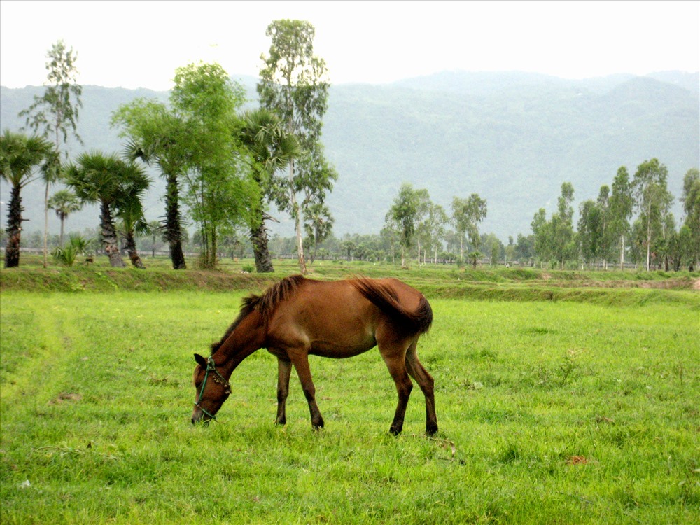 Do điều kiện địa hình đặc thù nên người dân vùng Thất Sơn nuôi nhiều ngựa. Ảnh: LT
