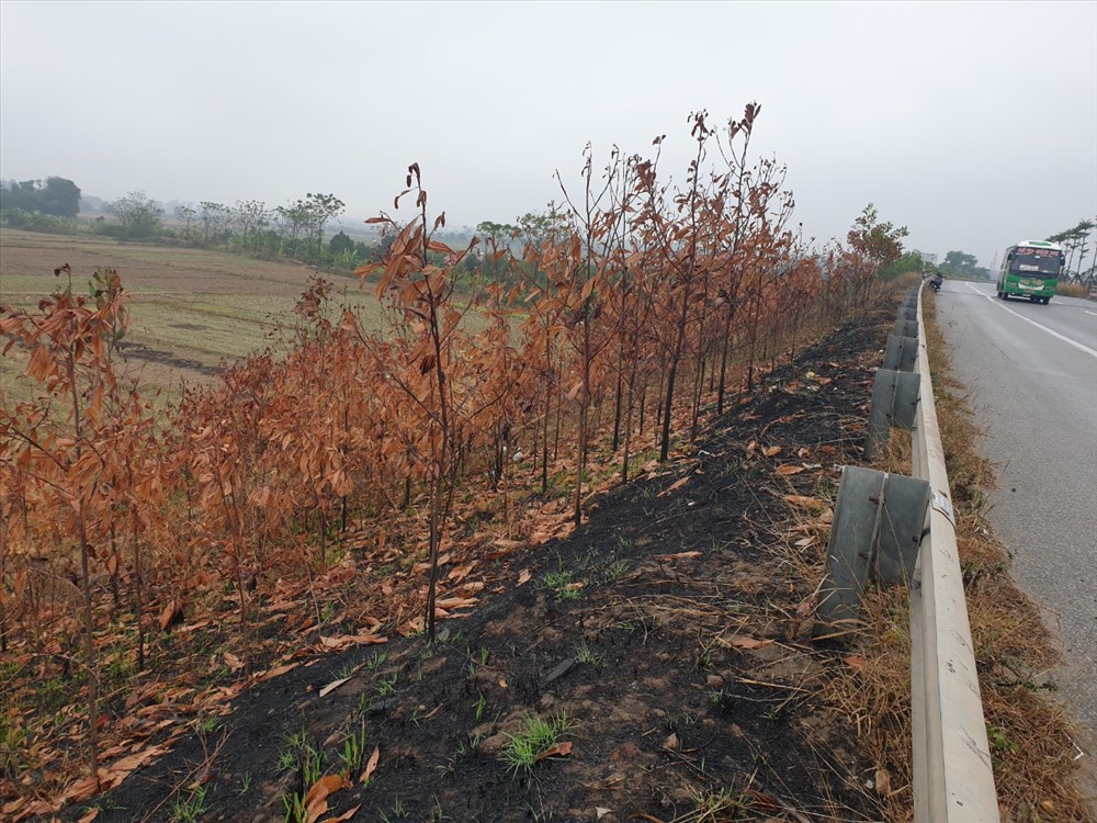 Ngày 21.12, theo ghi nhận của phóng viên Lao Động, 2 bên đường tuyến Quốc lộ 18 cũng trong tình cảnh tương tự. Dãy cây xanh được trồng dọc tuyến trước đó nay trong tình trạng cháy rụi, trơ ra lớp đất đen xám xịt.