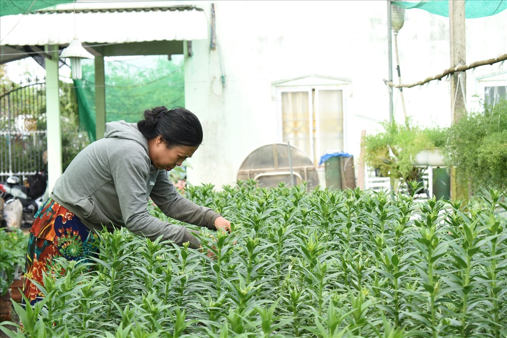 Cô Đỗ Thị Hoa đang chăm sóc hoa Ly để dịp ra bông trong dịp Tết Canh Tý  2020. Ảnh: Thành Nhân.