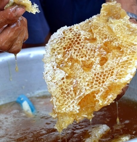 Mật vừa mới lấy từ tổ ong tự nhiên trong rừng U Minh Hạ (ảnh Nhật Hồ)