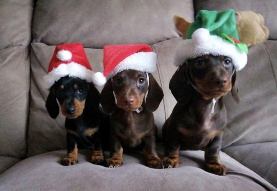 Các chú chó được mặc trang phục Giáng sinh. Ảnh: Caters News