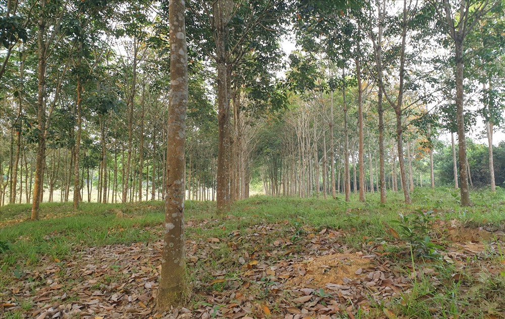 Trả lại đất cho Cty Đường 9, nhưng nhiều héc ta cây caosu trồng trên đất rừng thì “đợi chủ trương của Cty Đường 9“. Ảnh: Hưng Thơ.