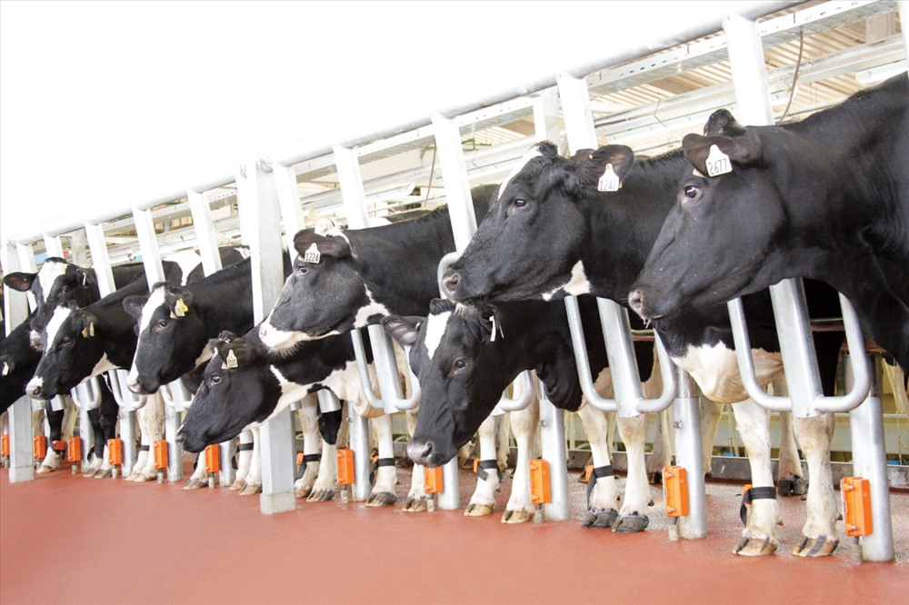 (Những cánh đồng công nghệ cao của TH cung cấp bữa ăn chất lượng cao cho đàn bò sữa).