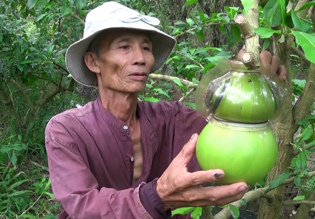 Trải qua thời gian thử nghiệm với nhiều khó khăn, ông Quốc đã cho ra đời những trái đào tiên hồ lô đẹp mắt, độc đáo