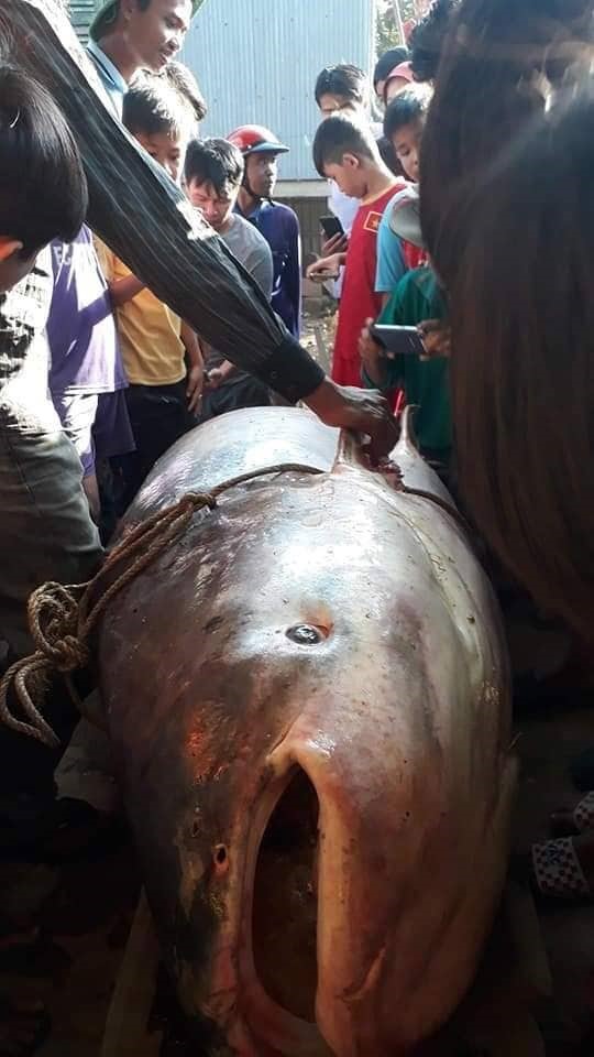 Con cá tra dầu “khủng” nặng 230kg do người dân An Giang bắt được trên sông Mê Kông ngày 21.12. Ảnh: Người dân cung cấp