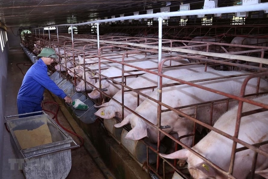 Sở Công Thương Hà Nội khẳng định không có thịt lợn nhập khẩu qua Hải quan. Ảnh minh họa của KH.V