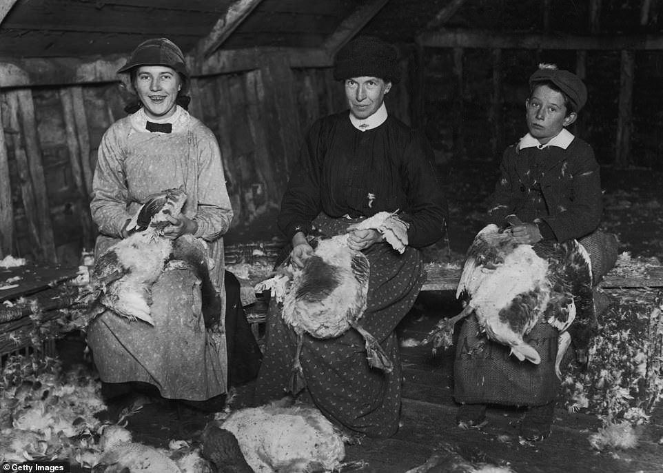 Hai phụ nữ và một cậu bé nhổ lông ngỗng tại một khu chợ Giáng sinh ở Norfolk vào tháng 12.1911.