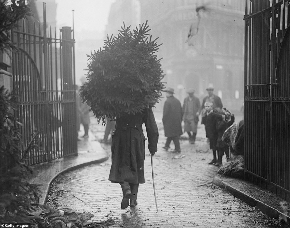 Một quân nhân đang mang cây Giáng sinh vào tháng 12.1915.