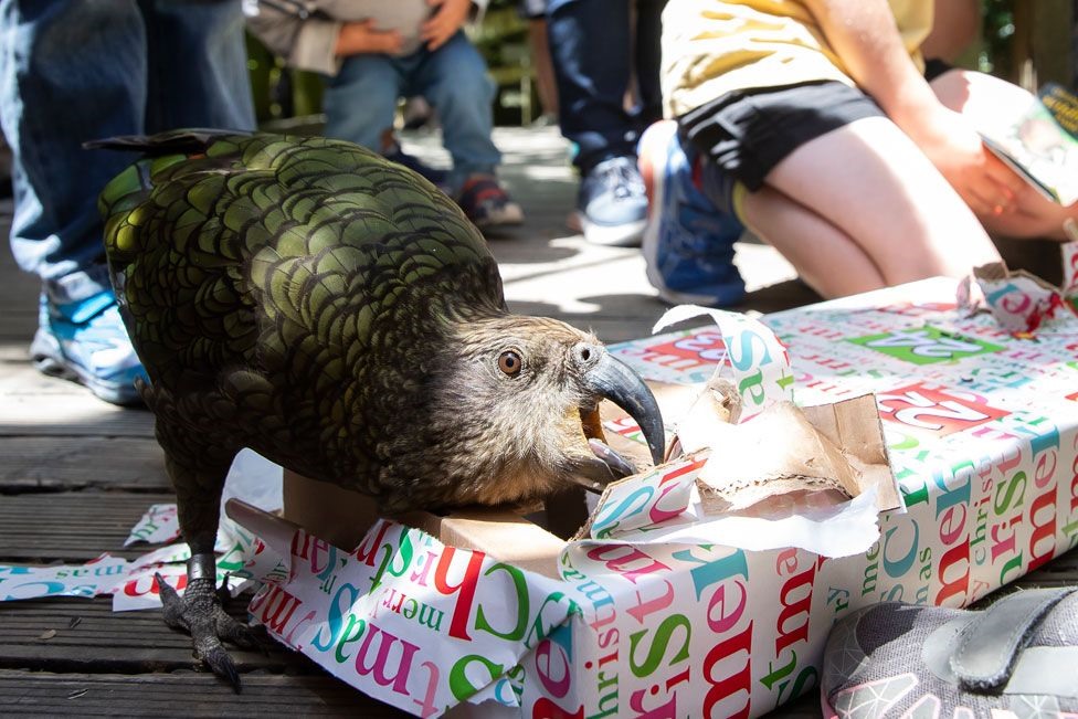 Một con vẹt mở hộp quà Giáng sinh đựng các món ăn tại Công viên động vật hoang dã Orana ở ngoại ô thành phố Christchurch, New Zealand. Ảnh: Getty