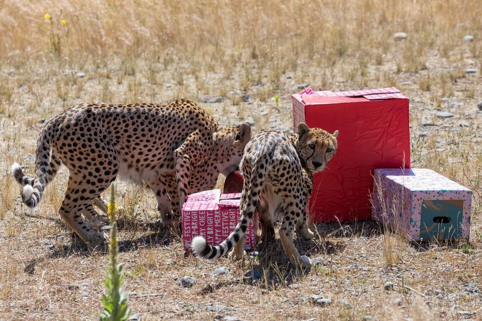 Cũng tại Orana, những con báo đang khám phá các gói quà lễ hội chứa đầy các món ăn. Ảnh: Getty