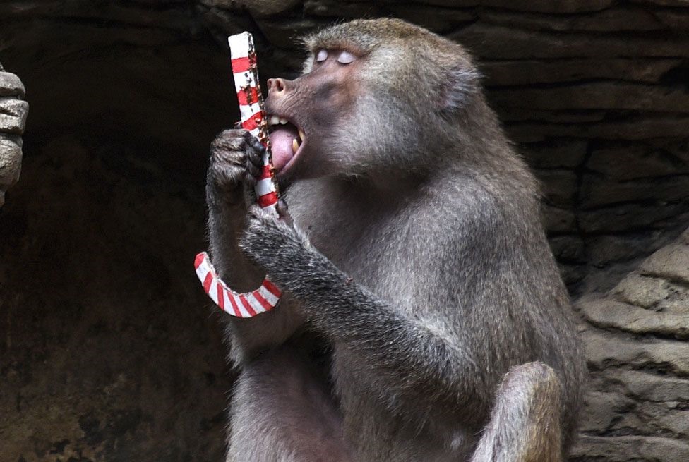 Một con khỉ đầu chó tại Sở thú Cali ở Colombia ôm chặt món quà Giáng sinh. Ảnh: AFP