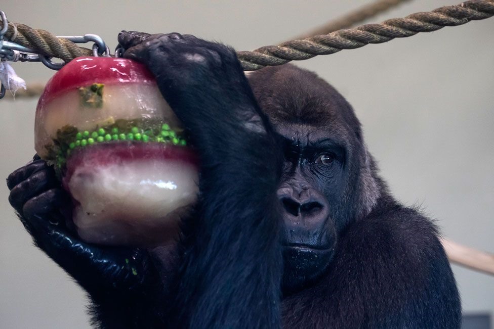 Một con khỉ đột ở Công viên động vật hoang dã Orana được thưởng thức một món quà Giáng sinh đông lạnh. Ảnh: Getty