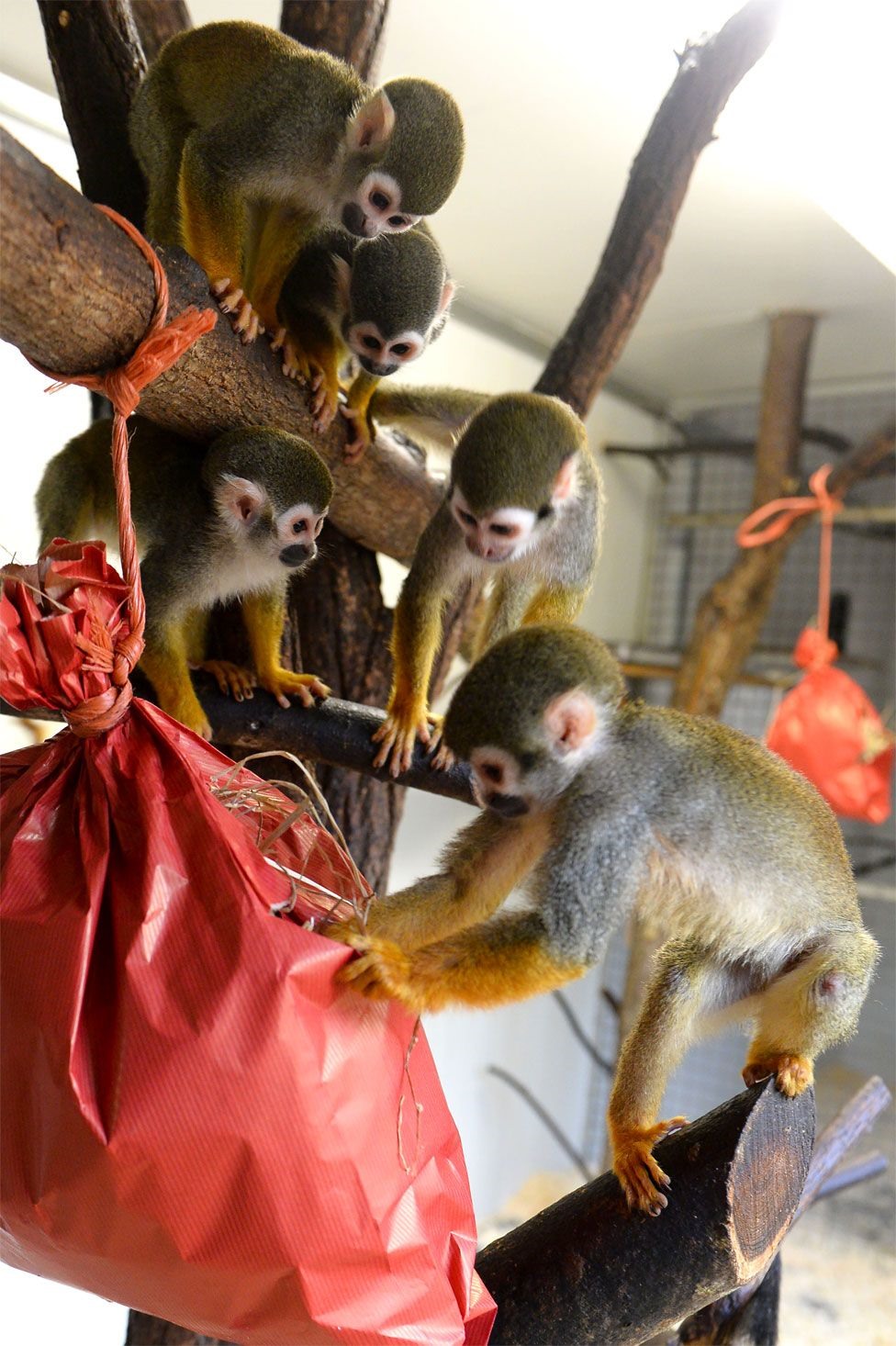 Một số con khỉ sóc tò mò khám phá gói quà Giáng sinh chứa đầy thức ăn của chúng tại Công viên de Pescheray ở le Breil-sur-Merize, gần Le Mans, phía tây bắc Pháp. Ảnh: AFP