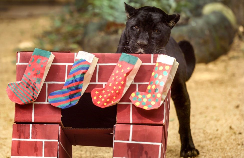 Một con báo đen đang kiểm tra những đôi tất Giáng sinh trong một vườn thú ở Cali. Ảnh: AFP