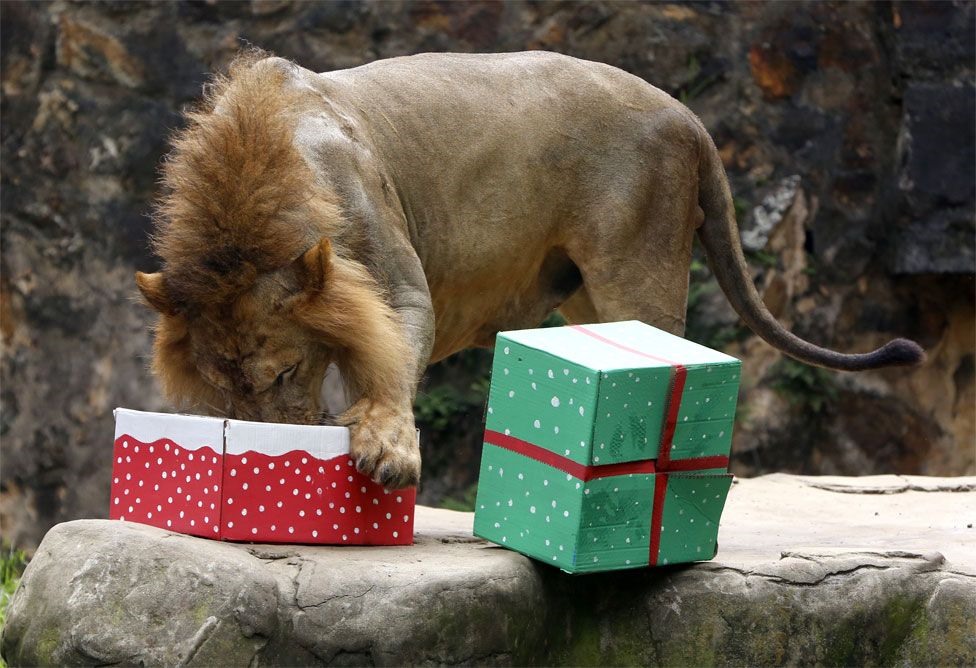 Cũng ở Cali, một con sư tử đang ăn thức ăn trong hộp quà Giáng sinh. Ảnh: EPA